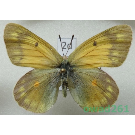 Colias canadensis Ferris, 1982 female Canada2d